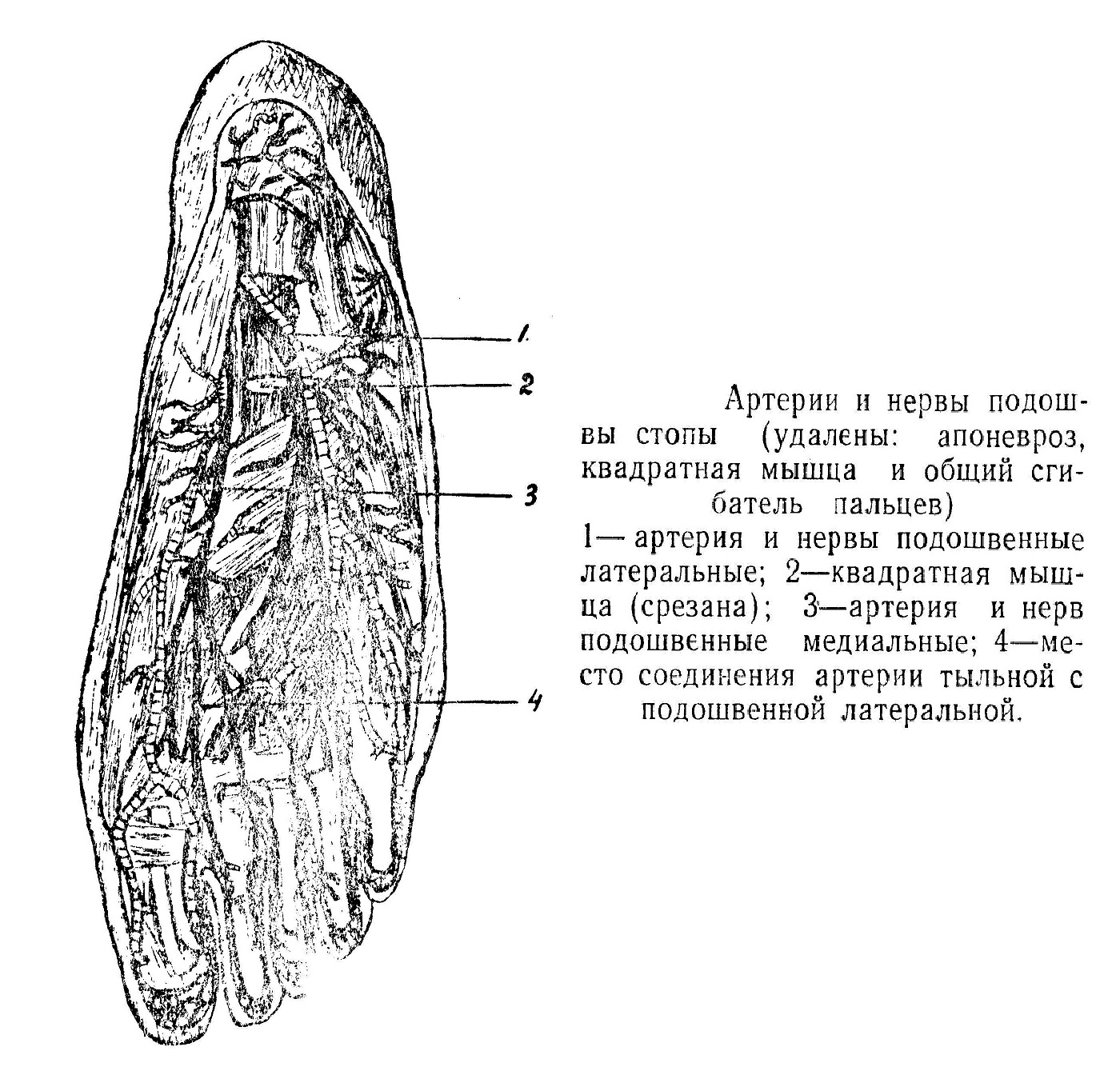 , стопы, рисунок.