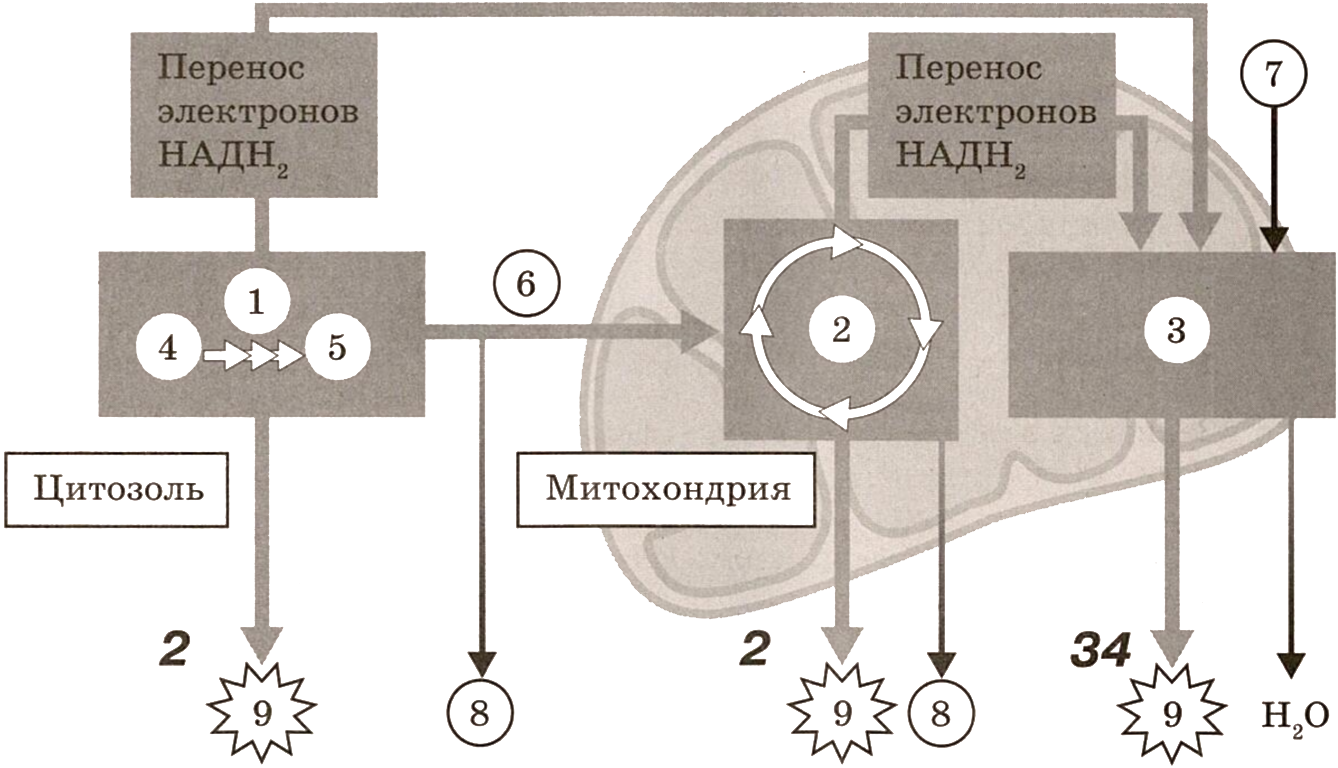 Рисунок митохондрии клетки 