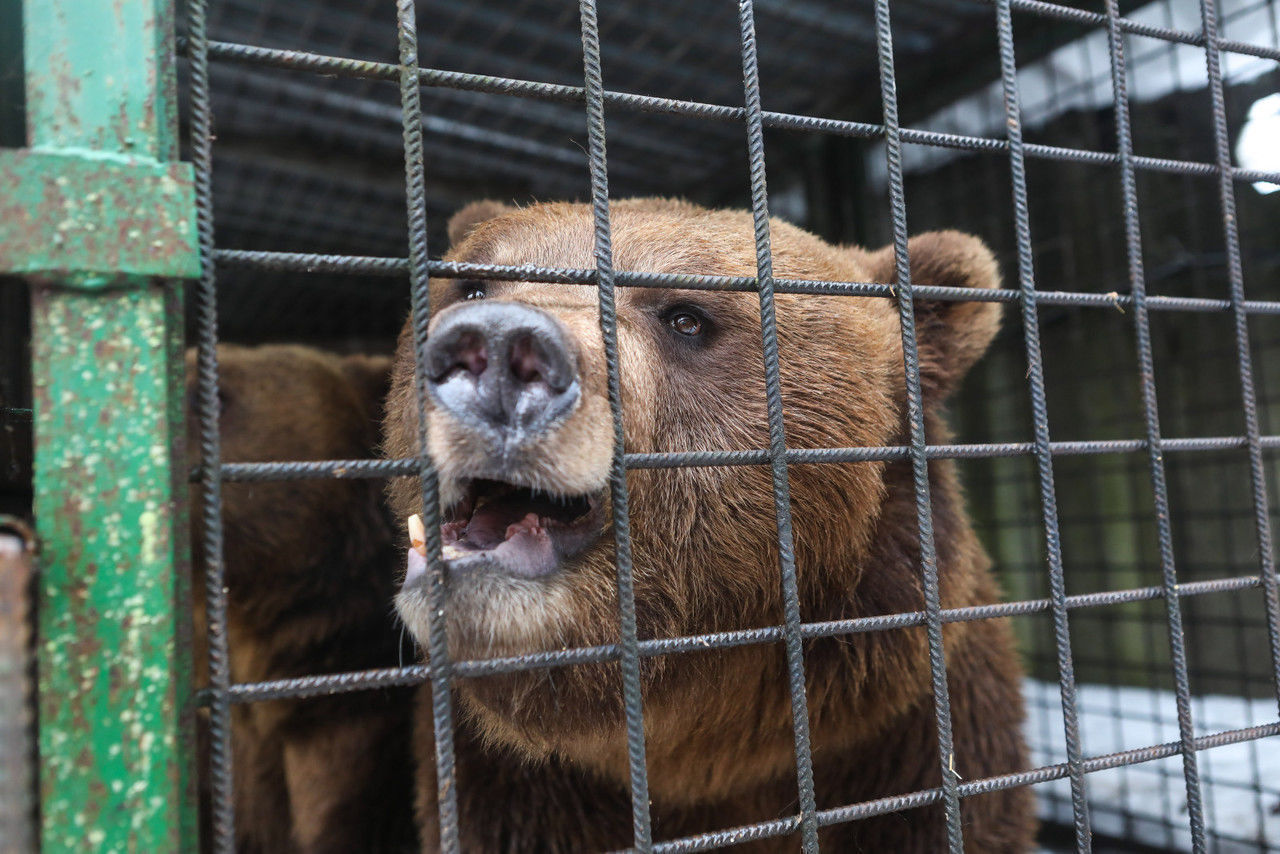 медведь горы символ велес bear mountains symbol veles