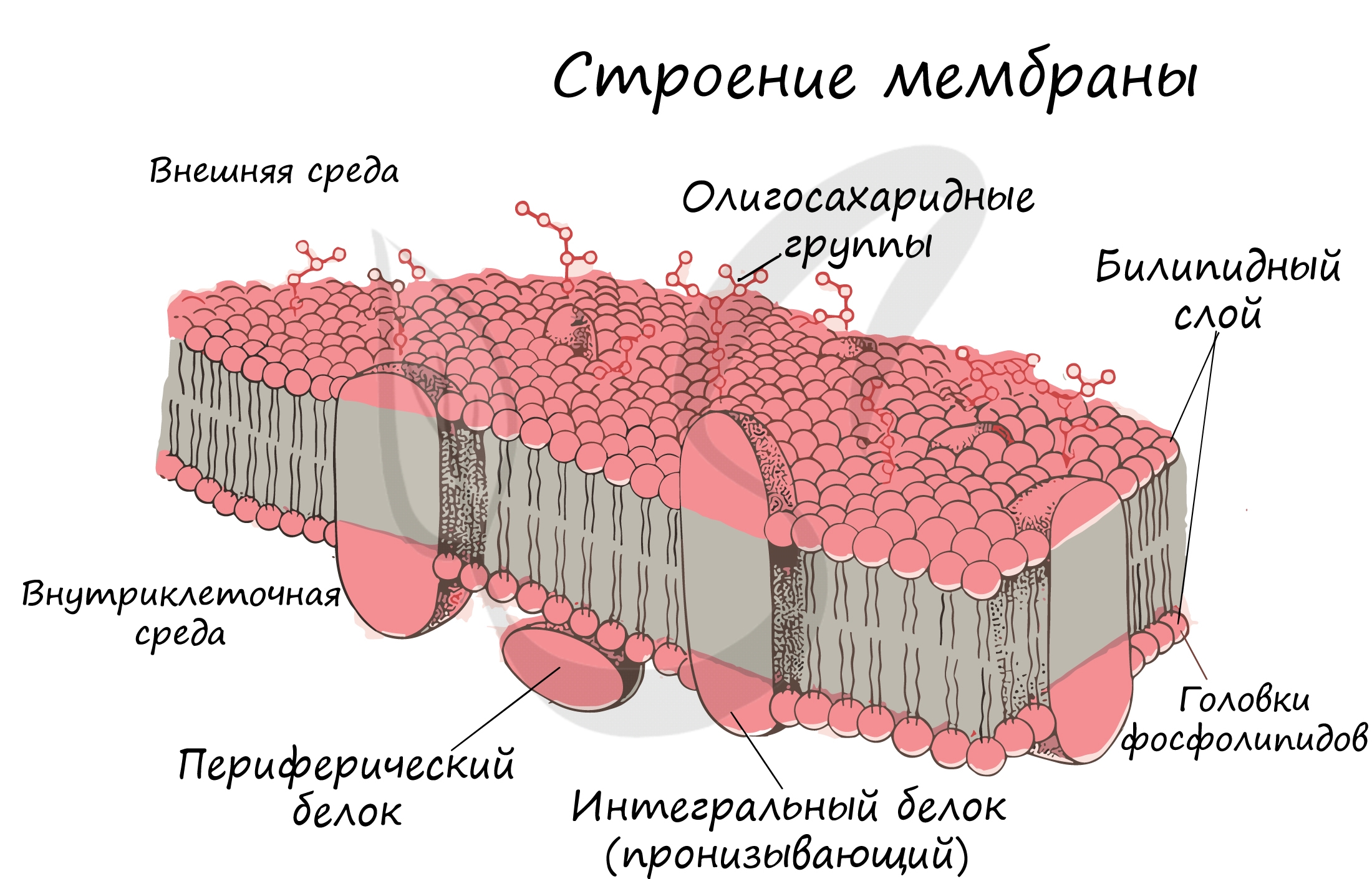 Строение клетки. Органеллы | Биология