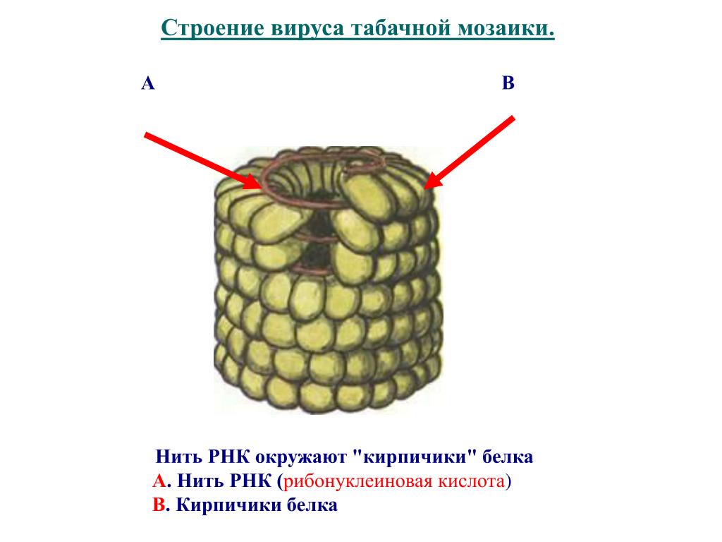 Вирусы. Раскрась вирусные частицы