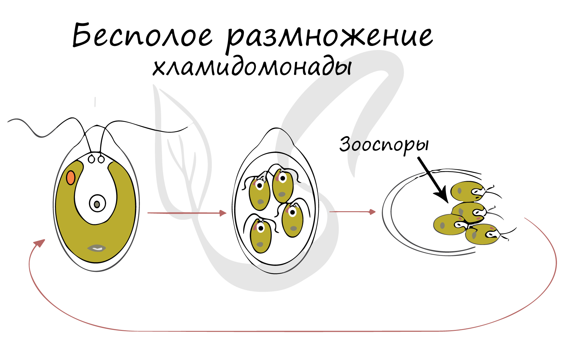 Стенд по биологии Простейшие или одноклеточные 