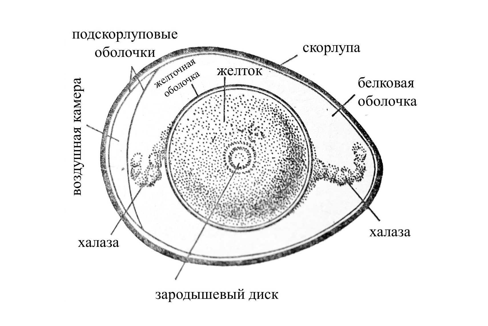 Курица и яйца линии искусства