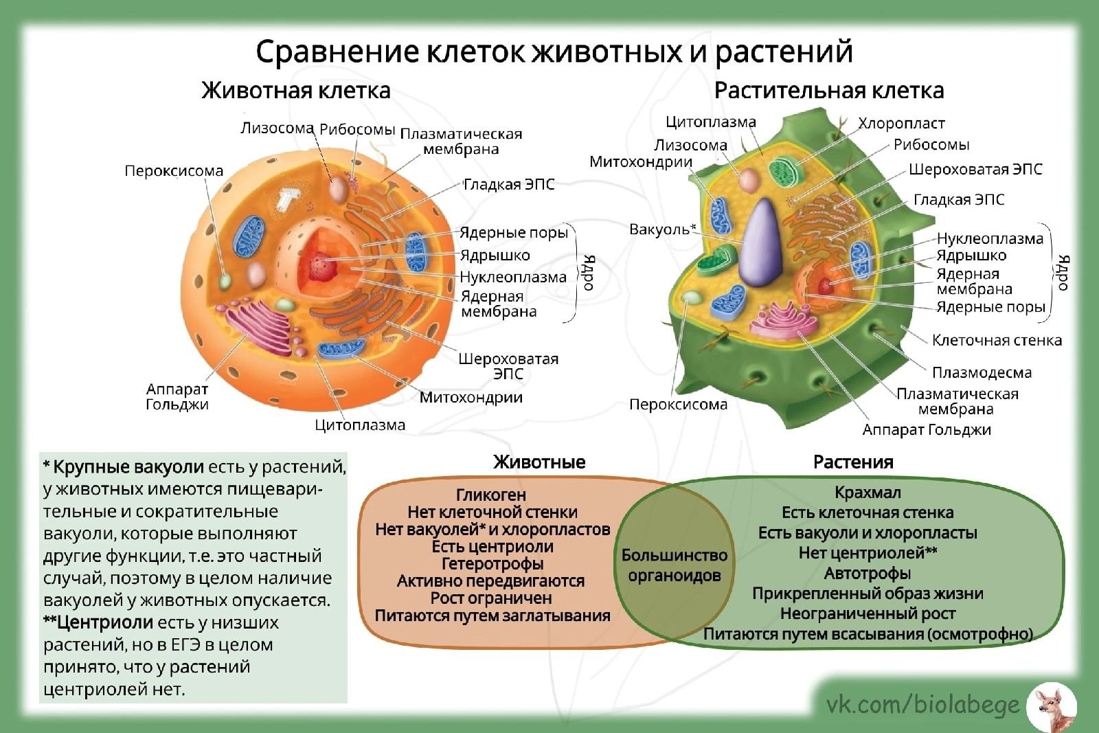 Презентация Клетка как биологическая