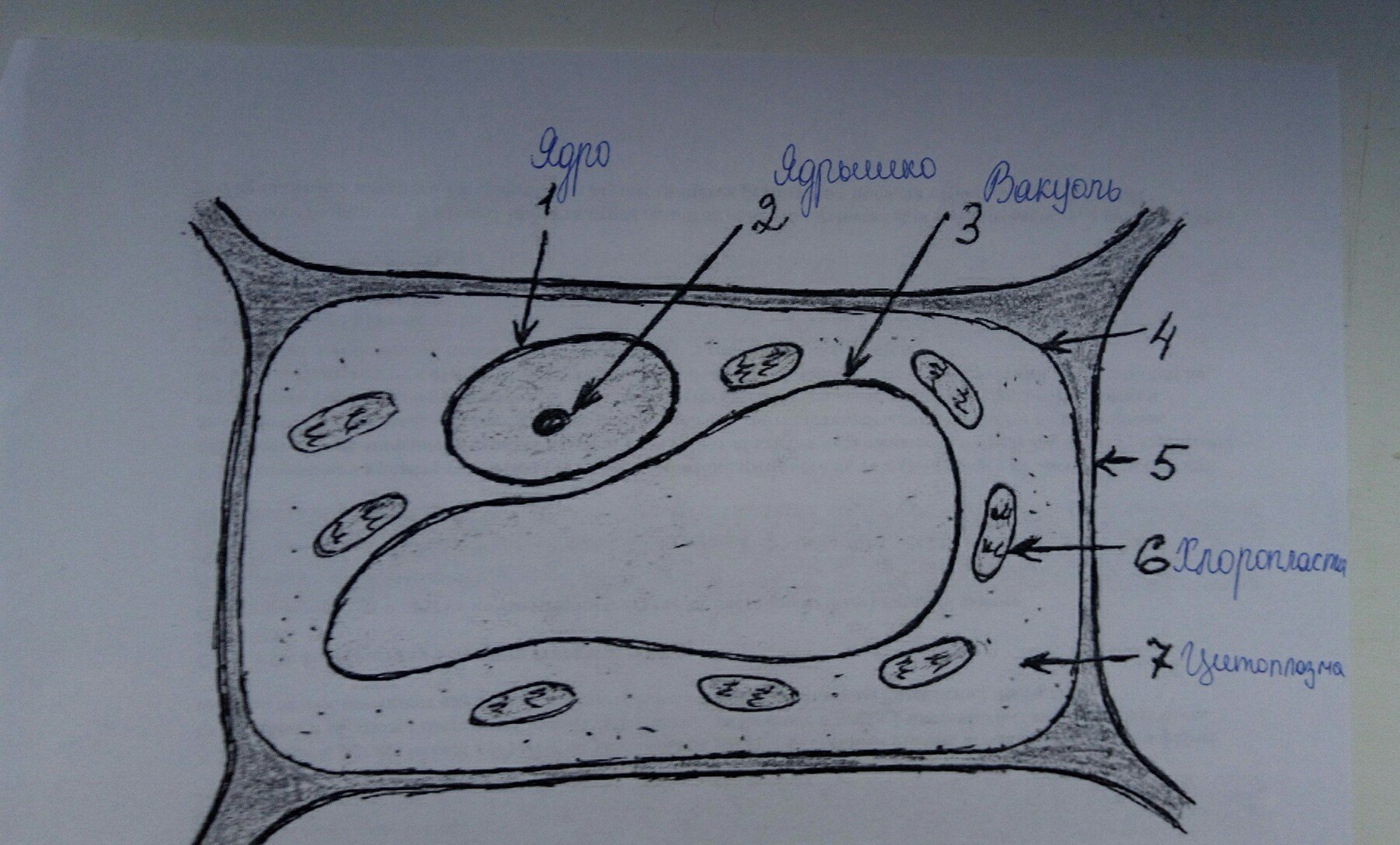 Строение растительной клетки