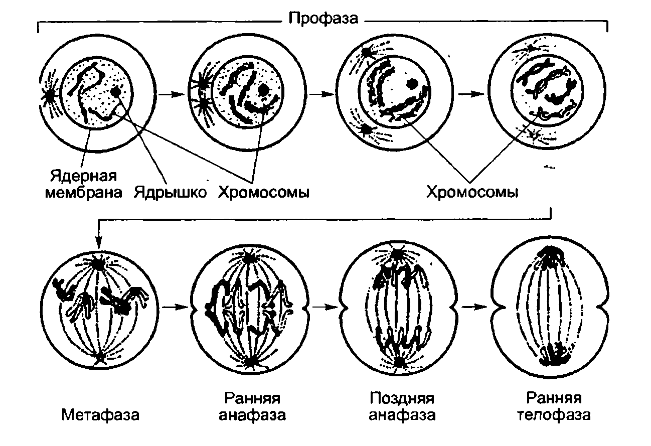 Клетки. Деление клеток