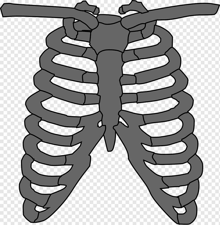 Грудная клетка рисунок простой 