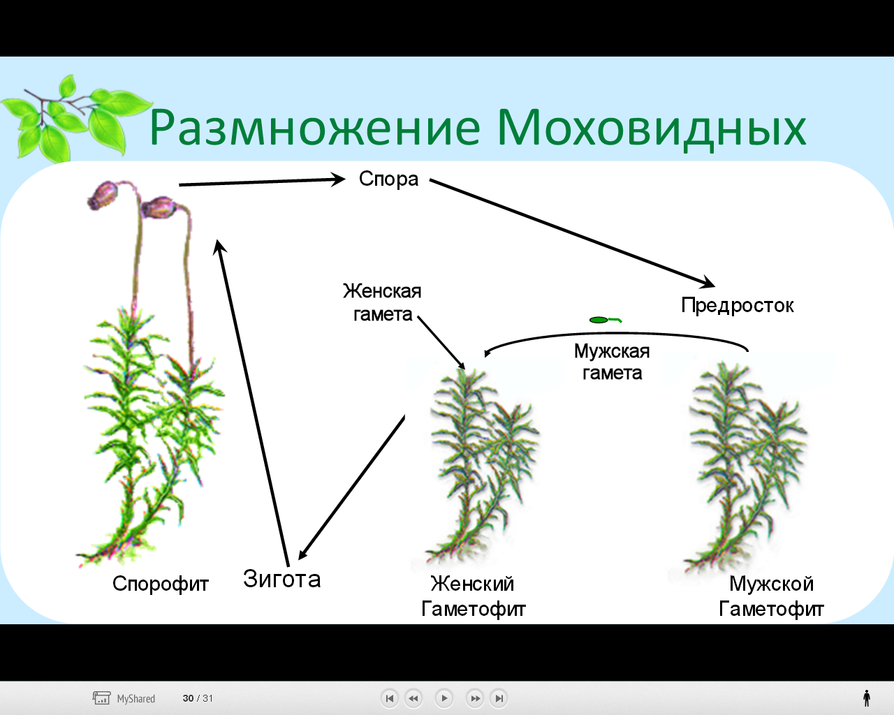 Н. Д. Лисов