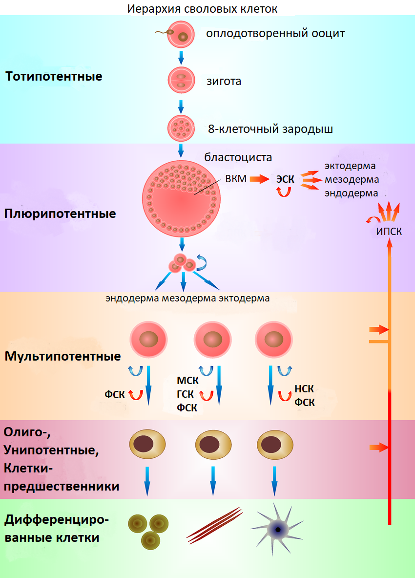 схема бинарного деления с метками Иллюстрация вектора