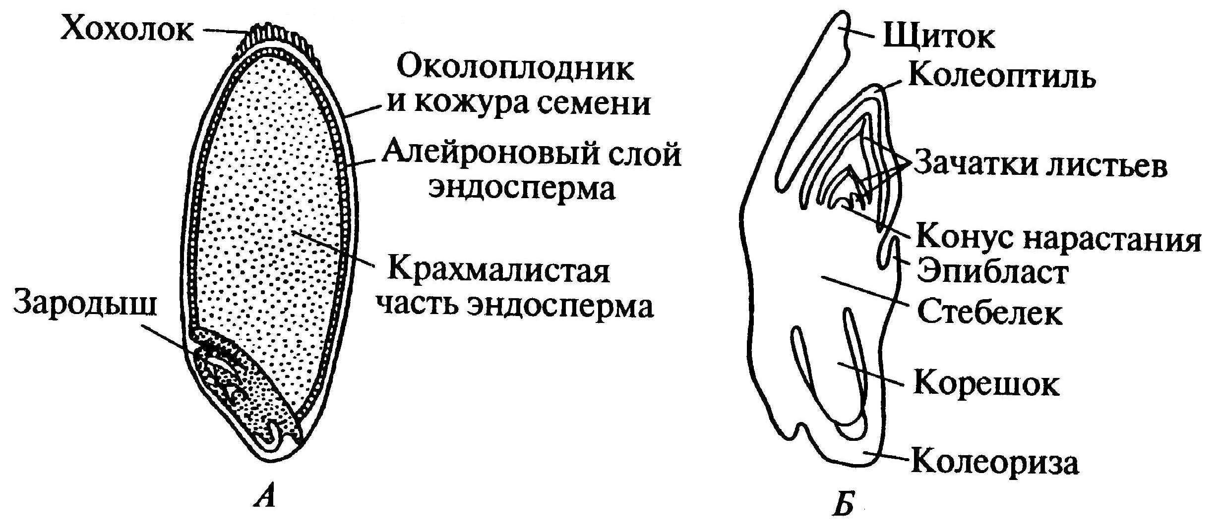 Пшеница тип плода