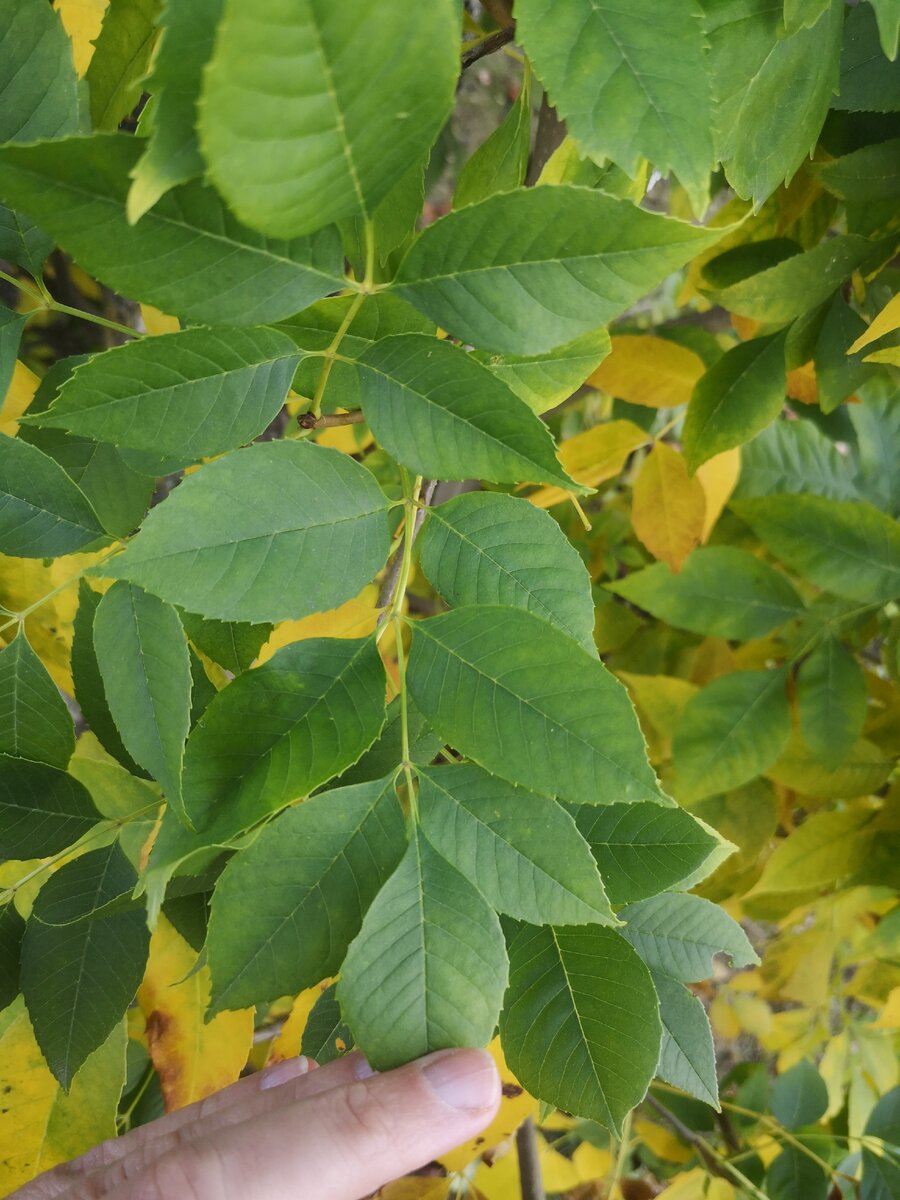 Ясень маньчжурский Fráxinus mandshurica Rupr.