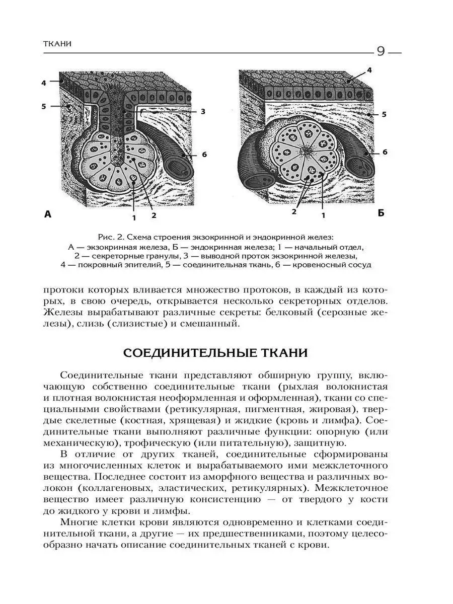 Клетки призматического эпителия