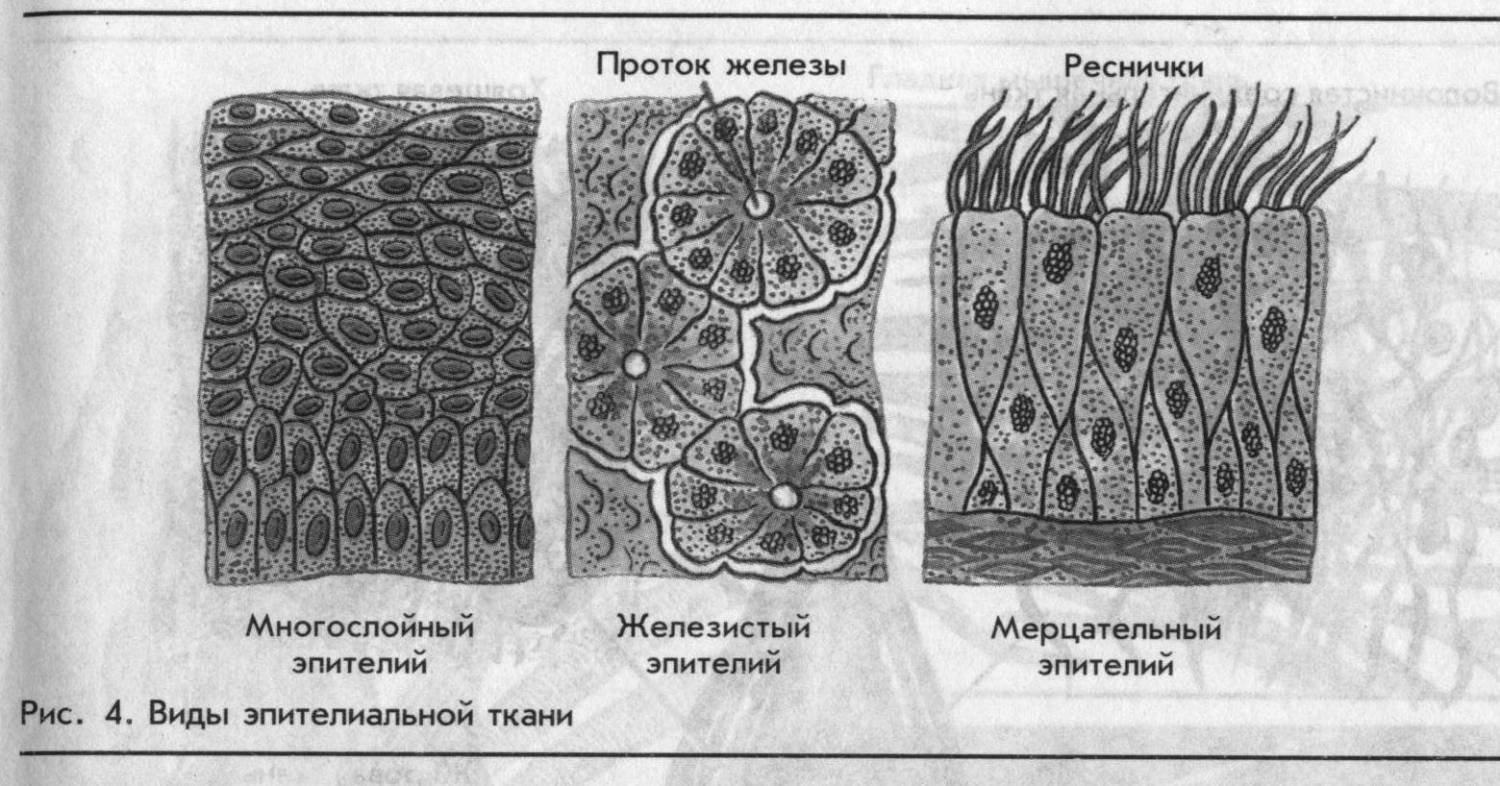 Фантомный курс терапевтической стоматологии