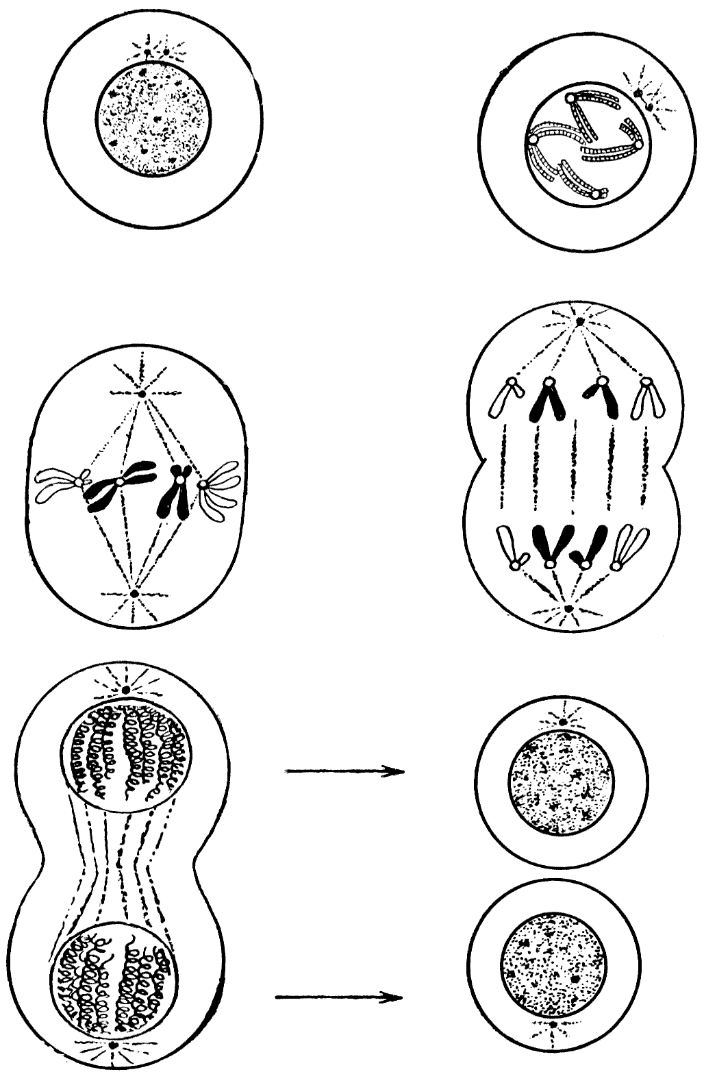 1] 5. На рисунке показаны клетки растущего кончика корня