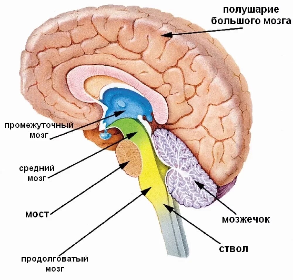 Биология. 8 класс: технологические карты уроков по учебнику Н