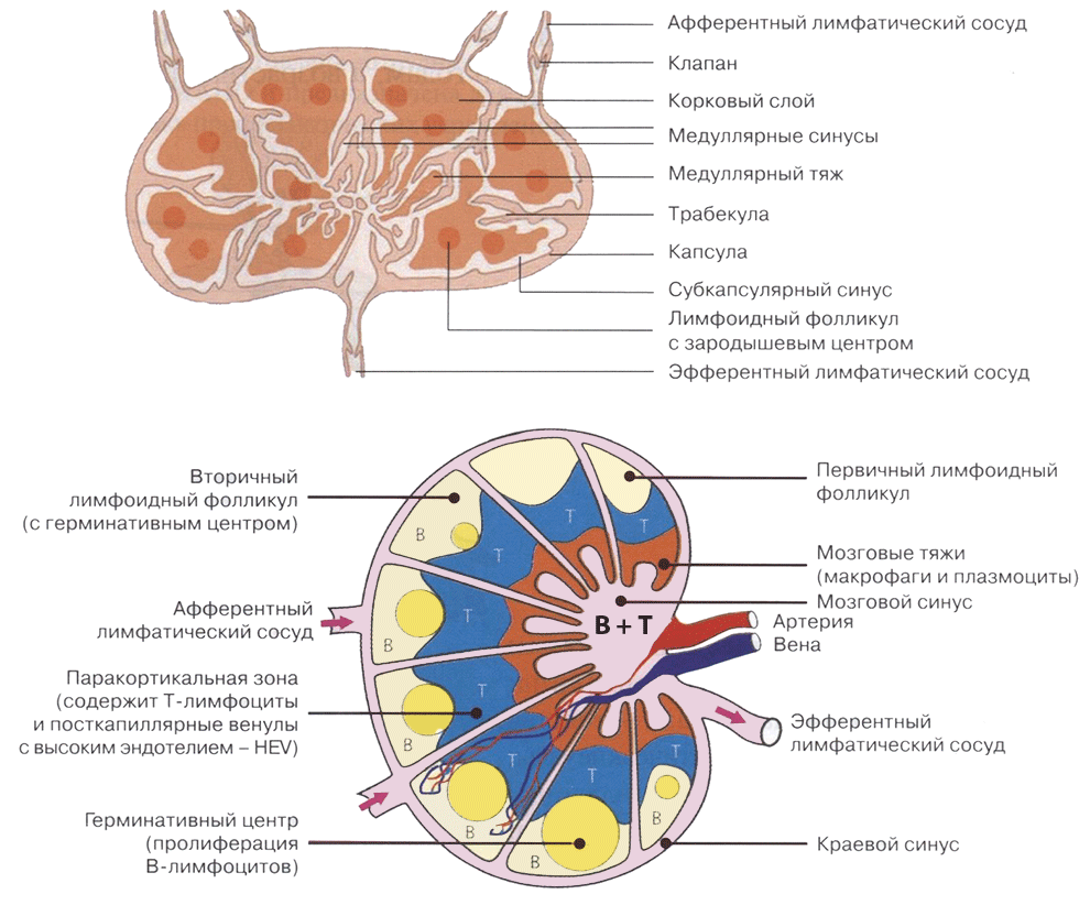 Кости человека картинки 