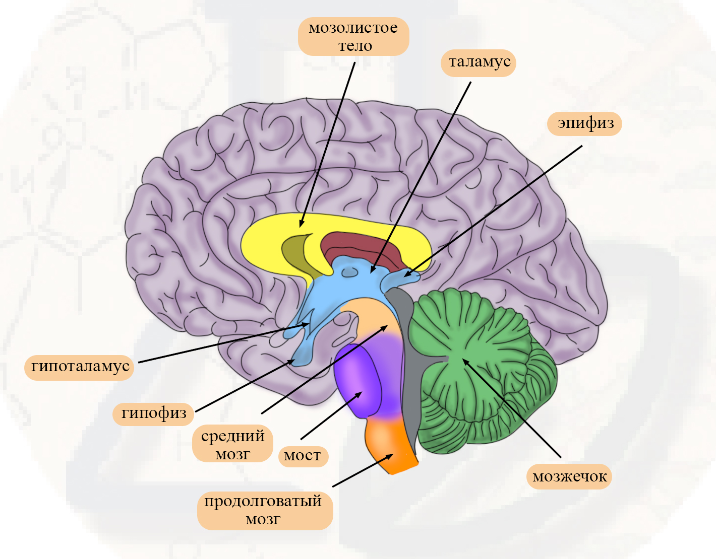 Промежуточный мозг рисунок 