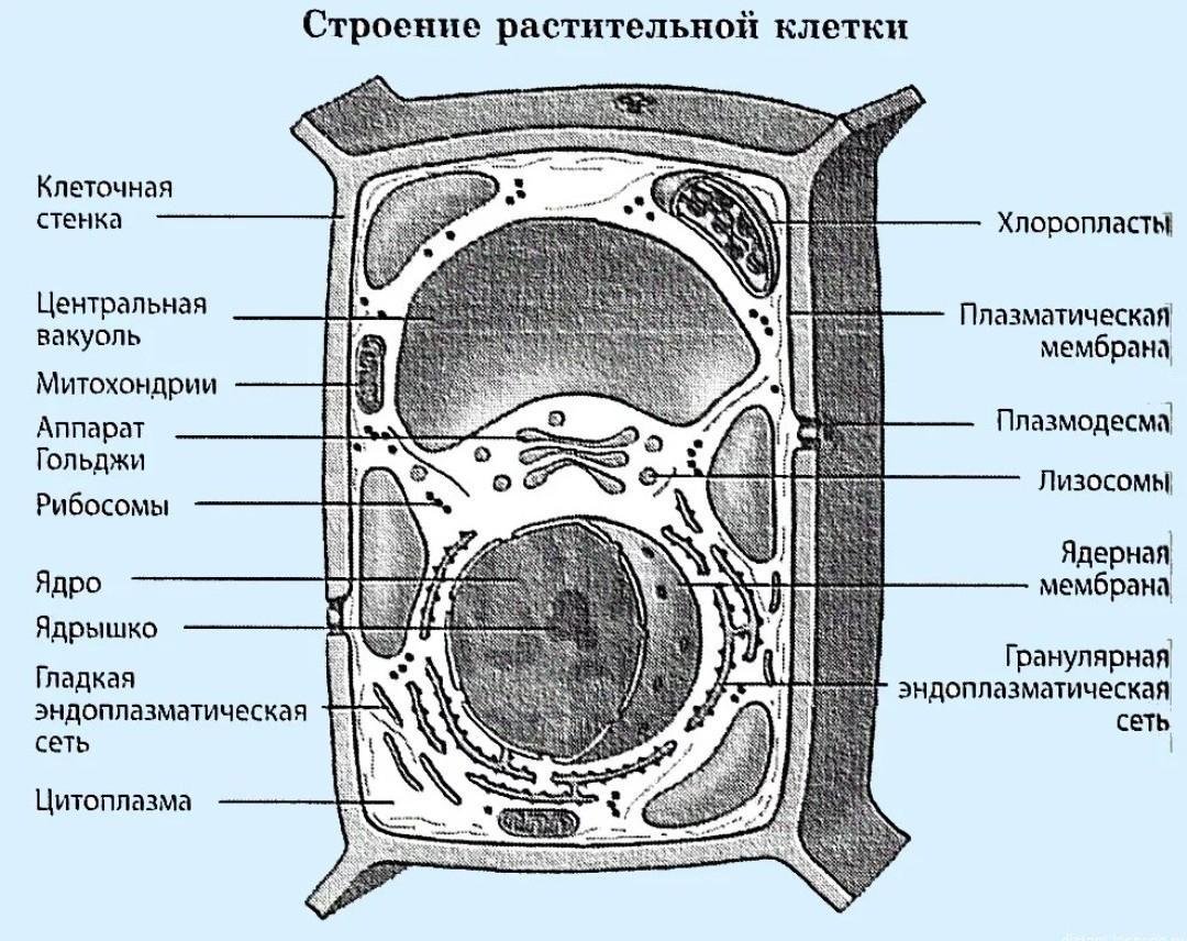 Общий план строения растительной и