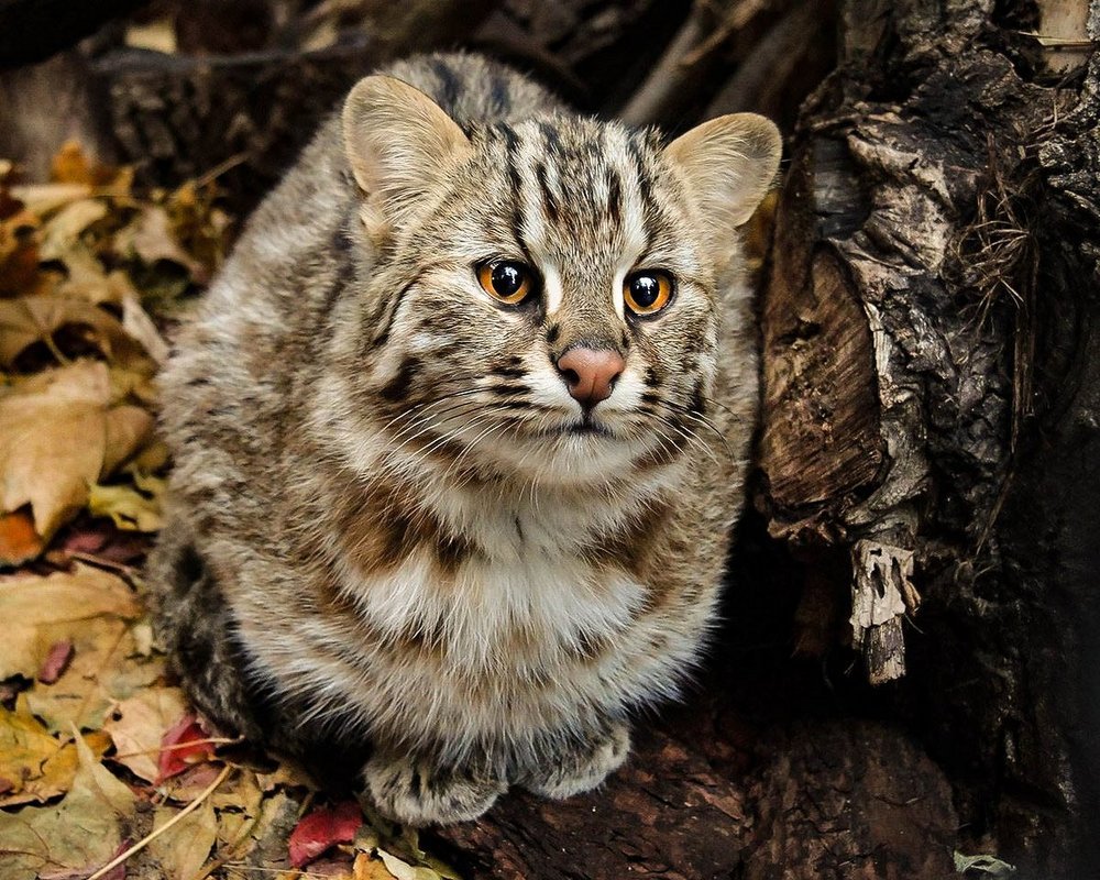 Кавказский лесной кот