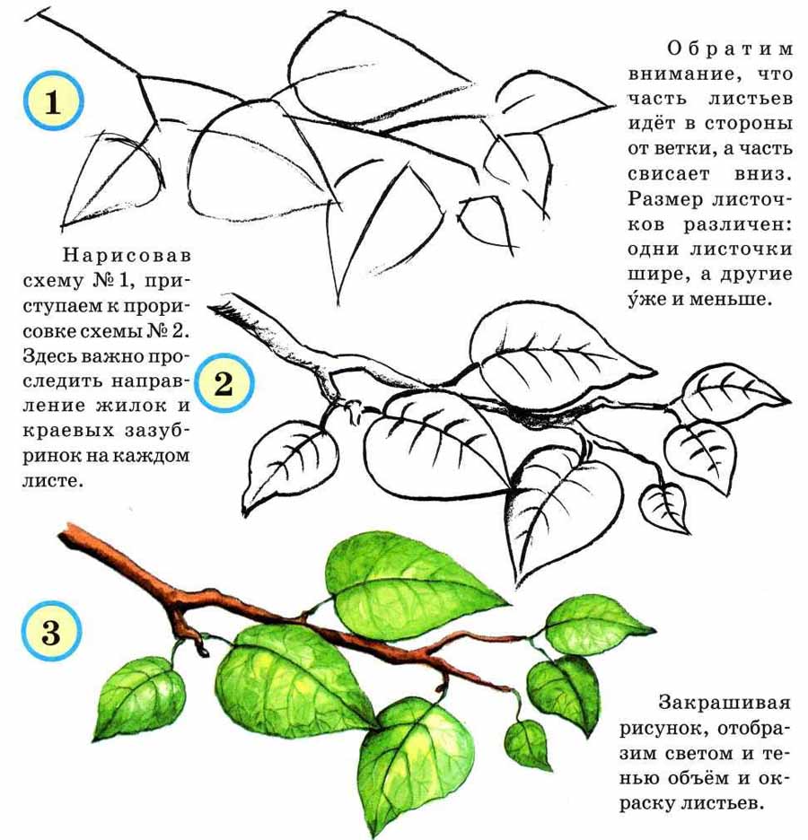 Рисунок листьев карандашом. Скачать и