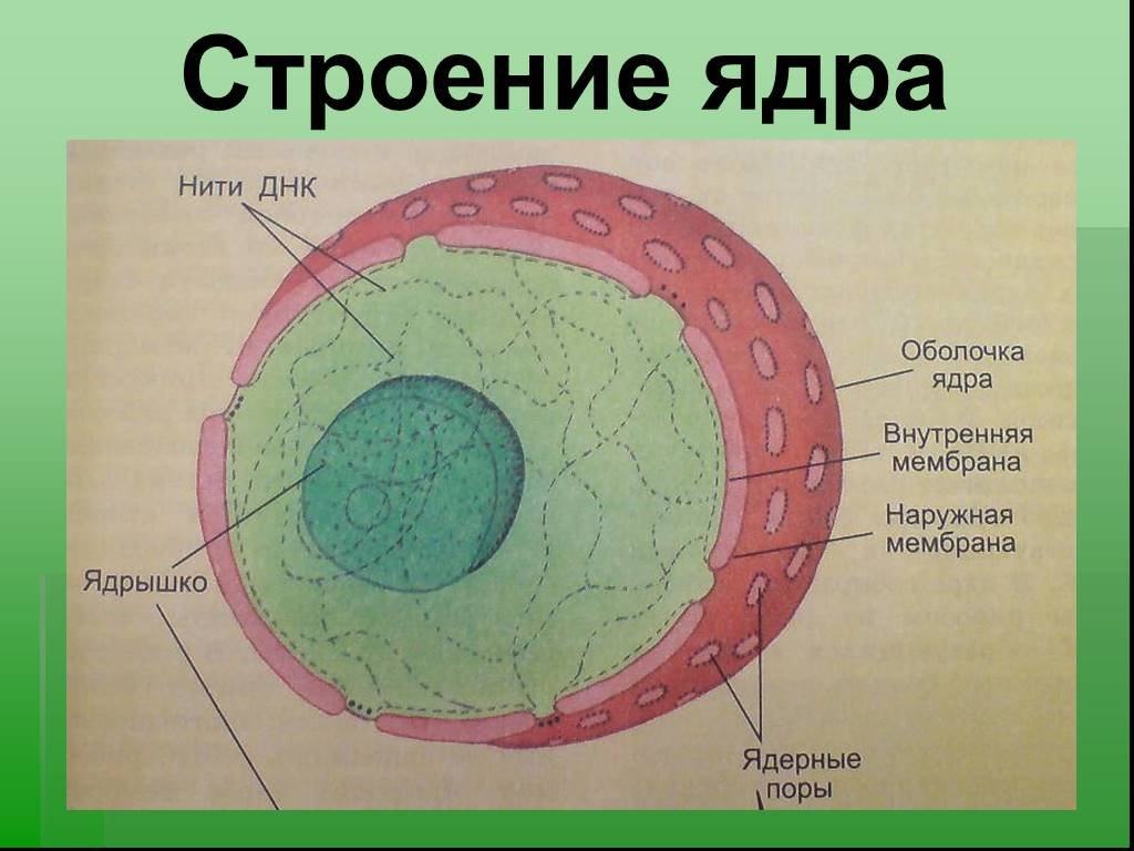 как запомнить строение клетки по