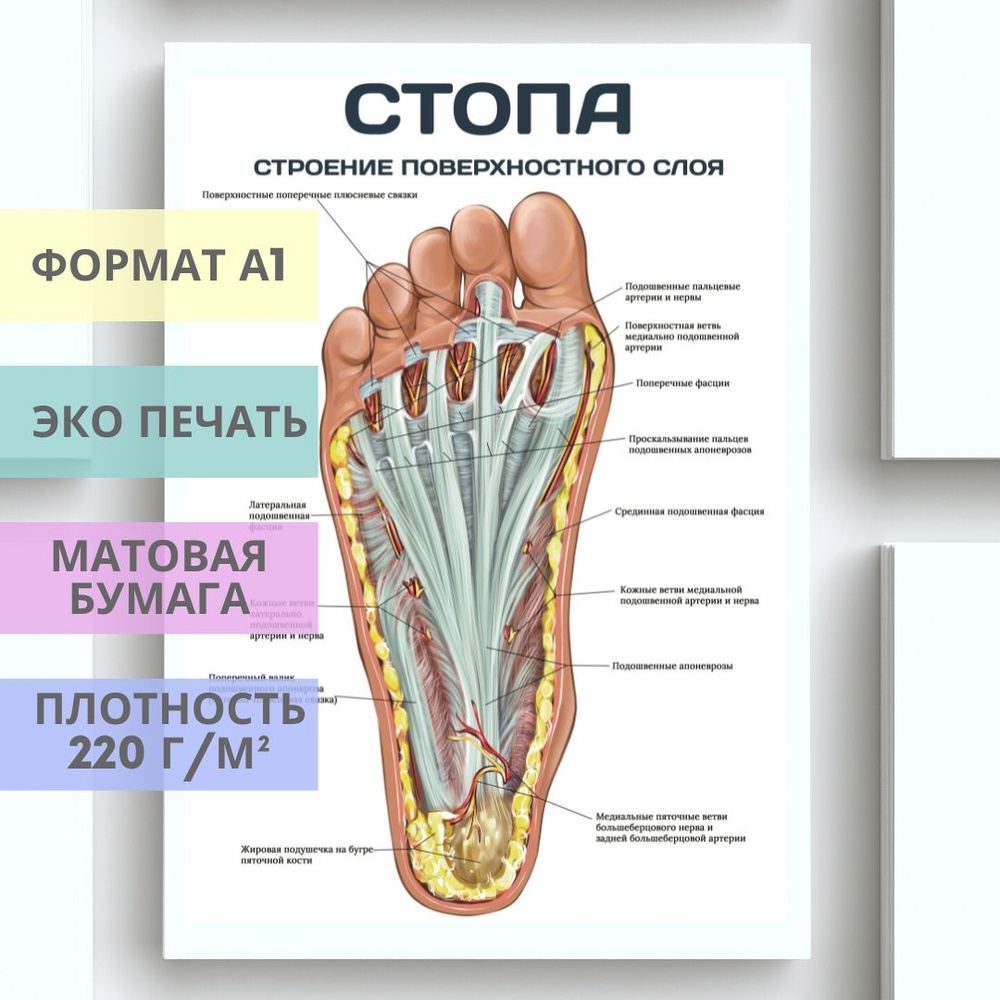 Нормальная биомеханика стопы и голеностопного сустава