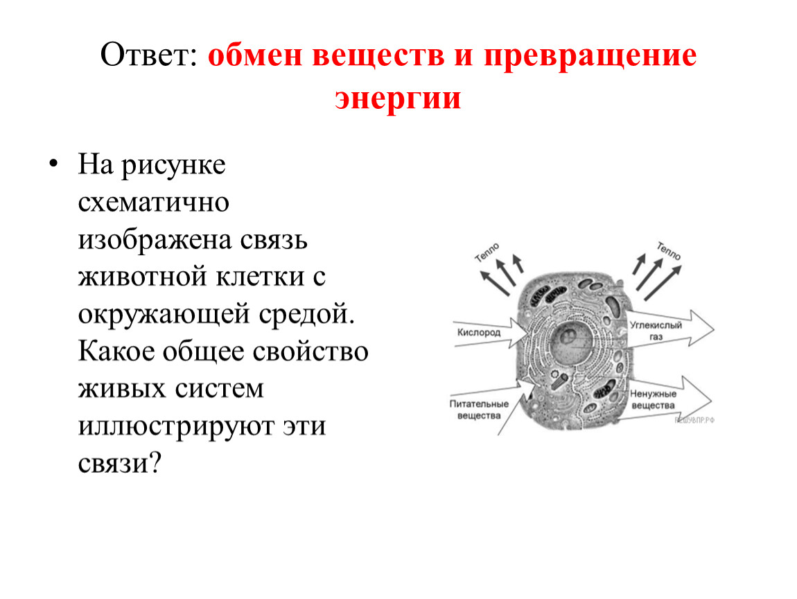 Эволюция жизни: естественный отбор, эволюция человека, вымирание