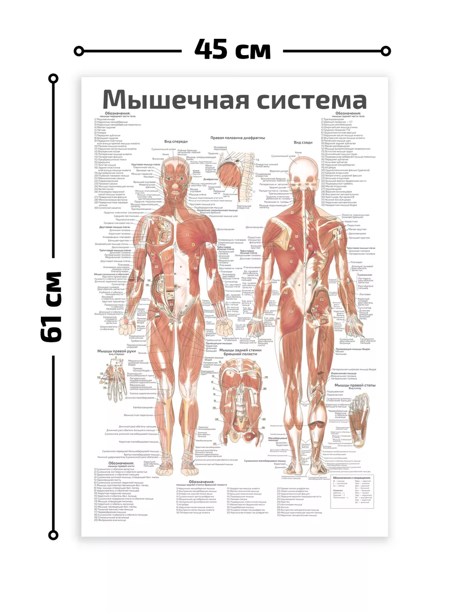 плакат «Мочевыводящие пути