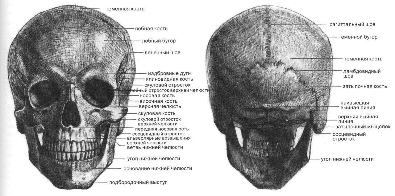 Стопа анатомия рисунок. Скачать и