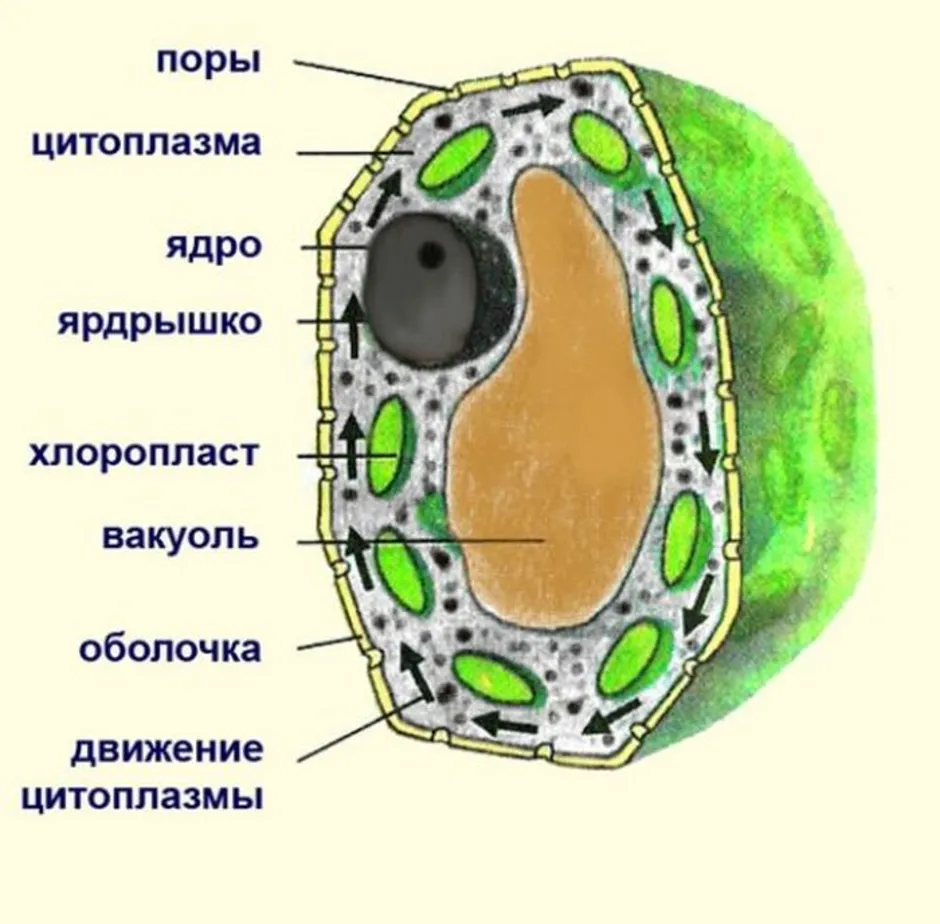 Растительная клетка и ее строение