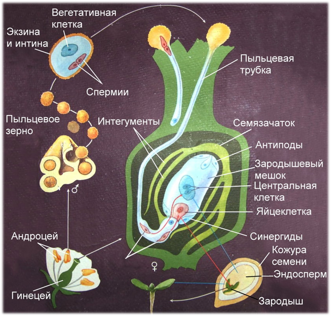 Подарочная упаковка, коробка бокс на ДР Ничего Woodiks