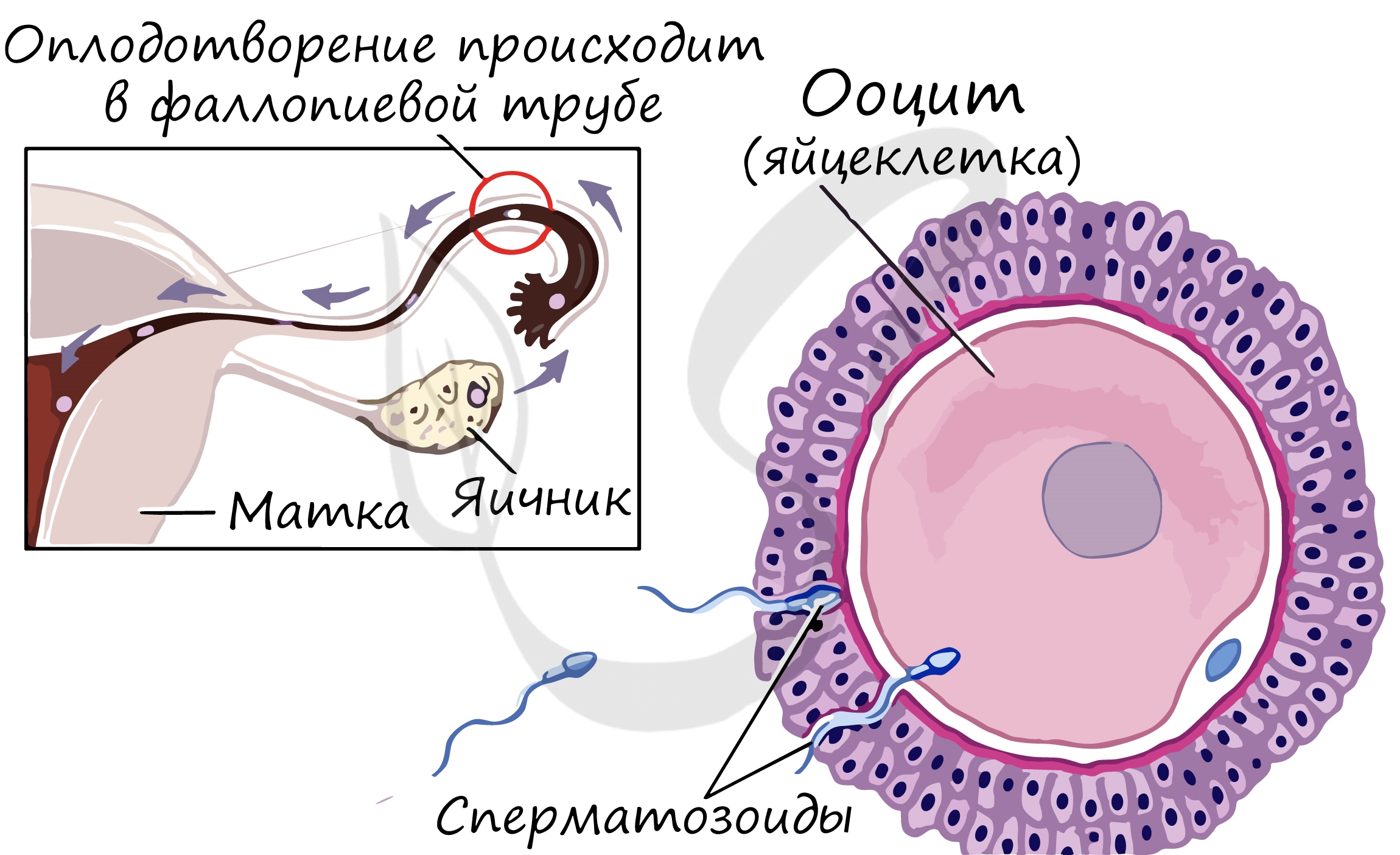 Строение эмбриона млекопитающего егэ