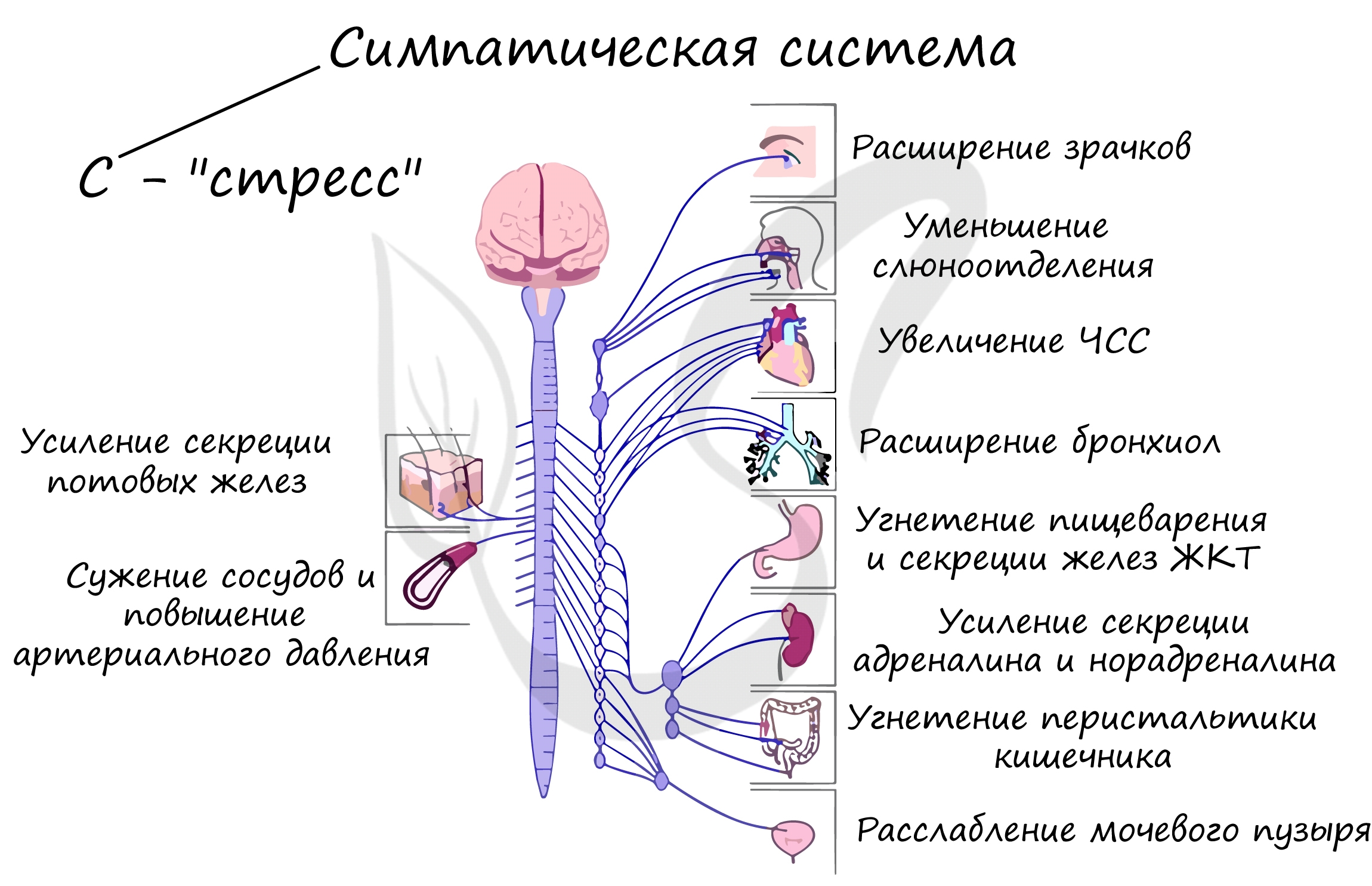 Биология Campbell. В 3 т. Т. 1. Химия