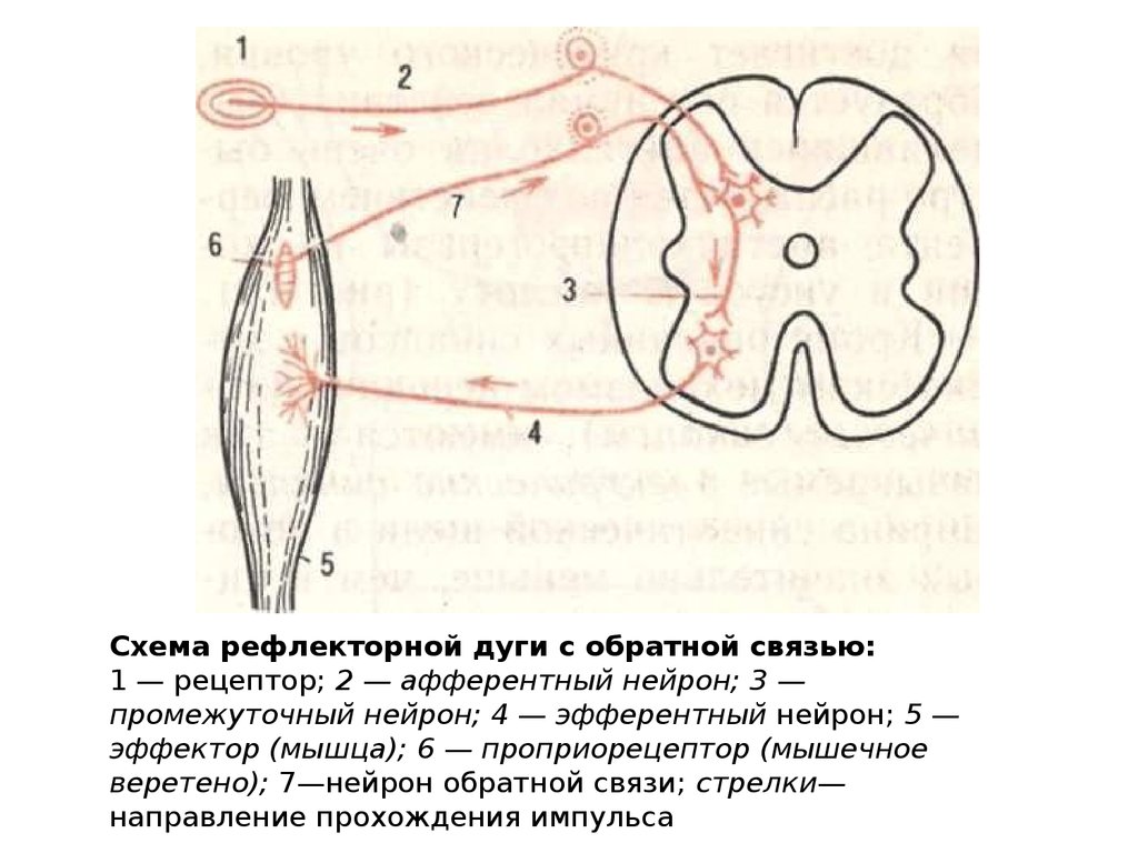 Анатомия: Рефлекторная дуга вегетативной нервной системы