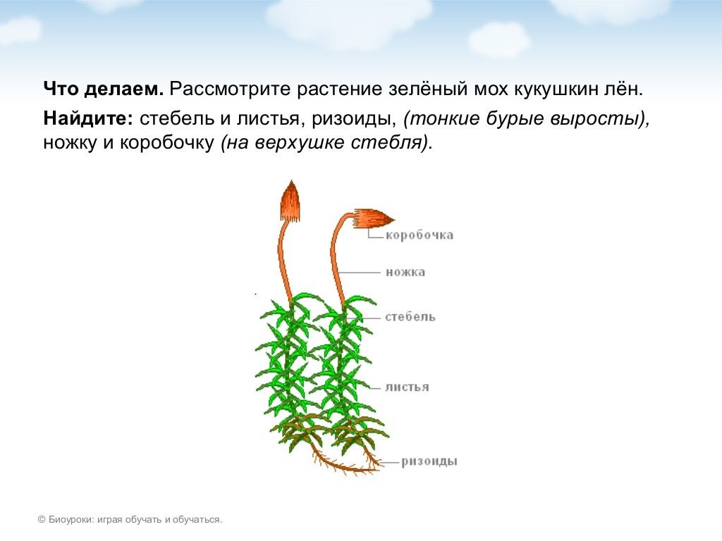 Biologia Polny Kurs Podgotovki K EGE | PDF