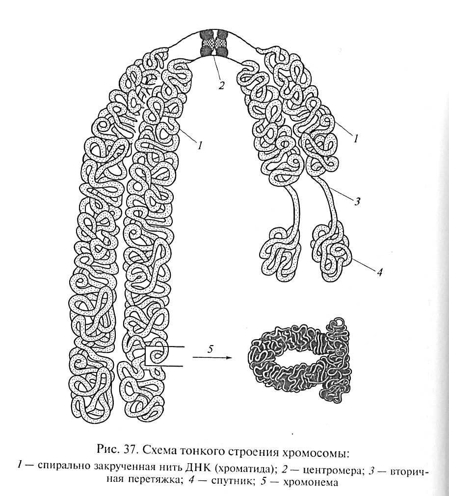 Строение хлоропласта рисунок с подписями