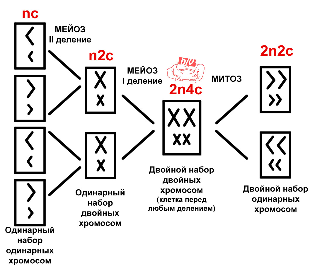 Созревание нейронов: клеточные