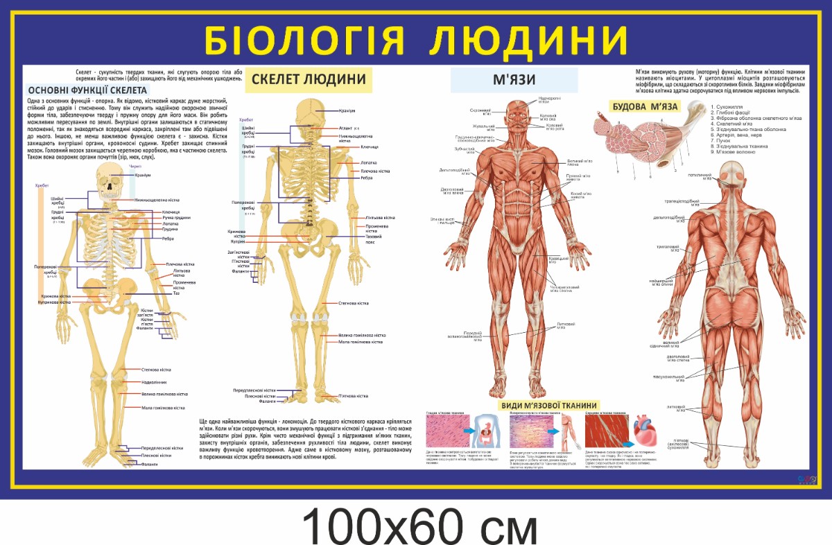 Белая, краска акриловая по ткани и коже