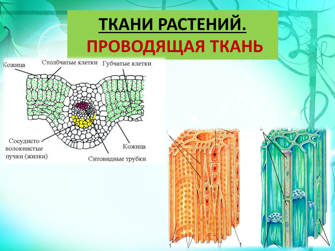 Ксилема у растений является проводящей тканью