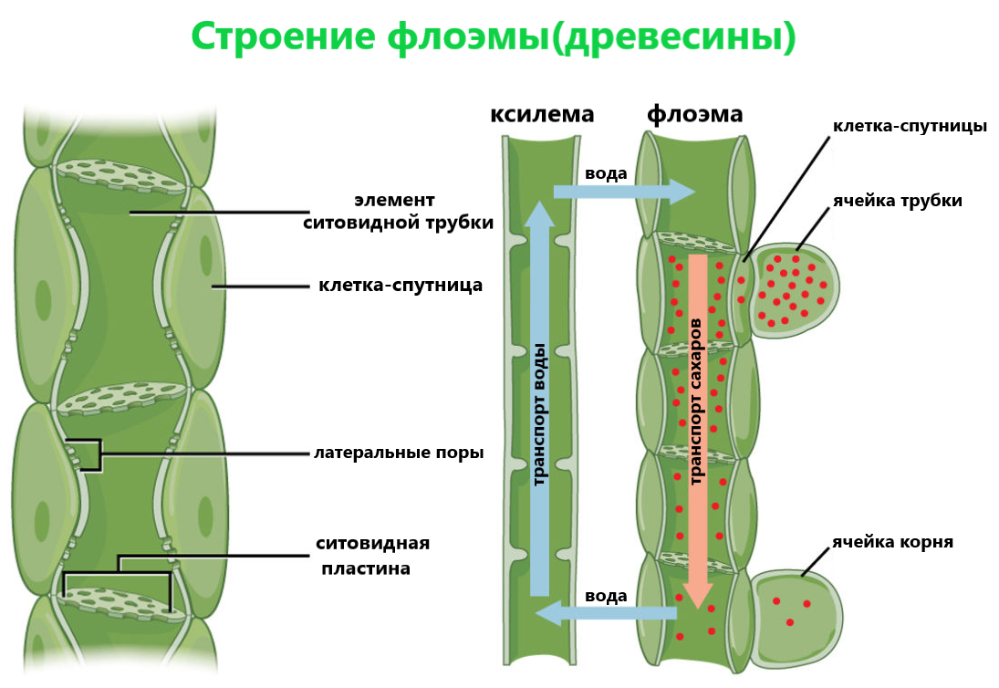 Части Клетки Животных | Обозначьте