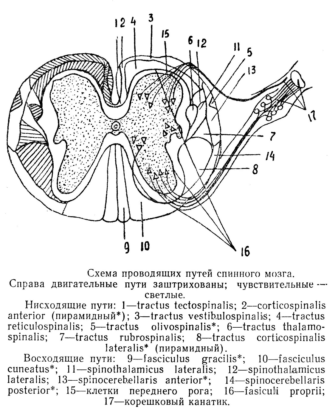 Онко Вики