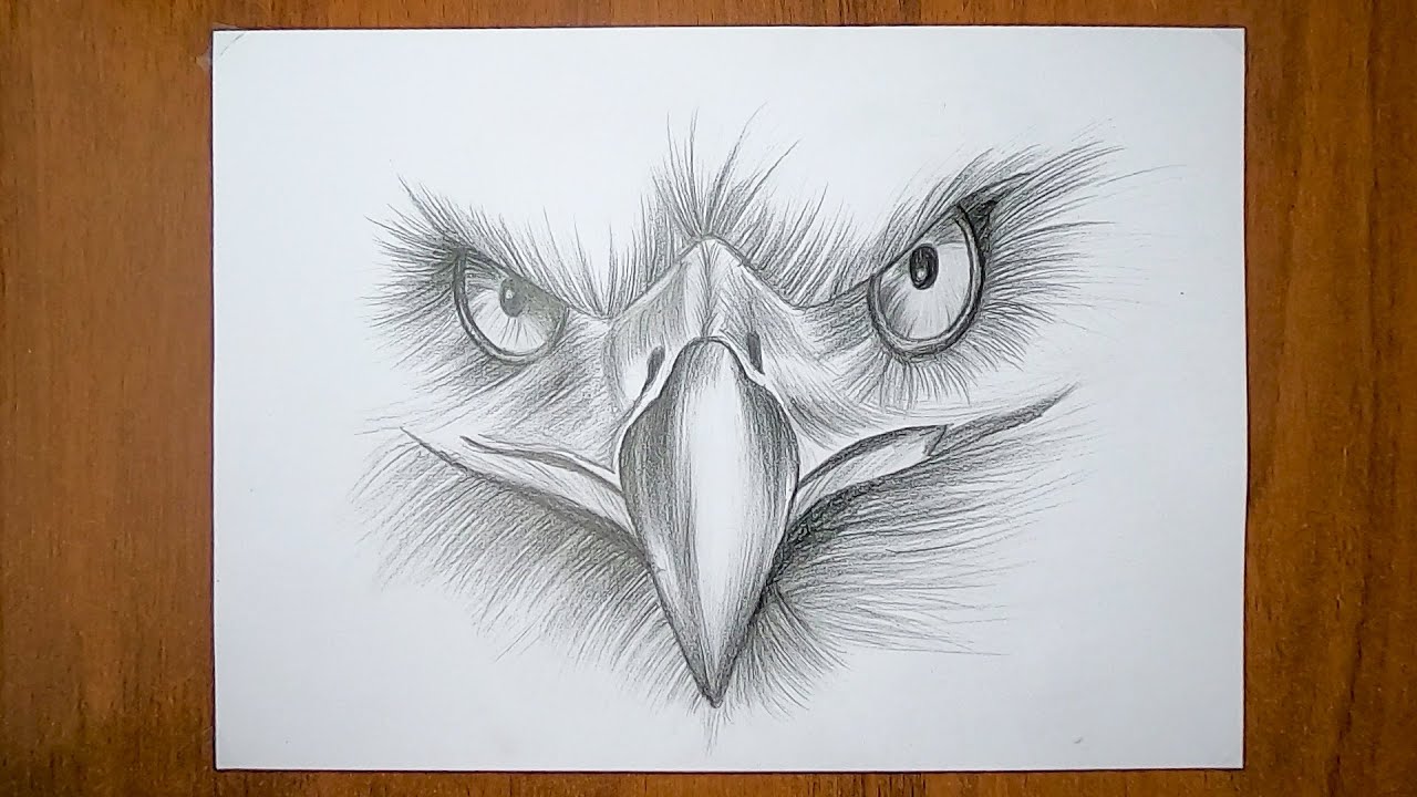 Eagle / Drawing / Pencil