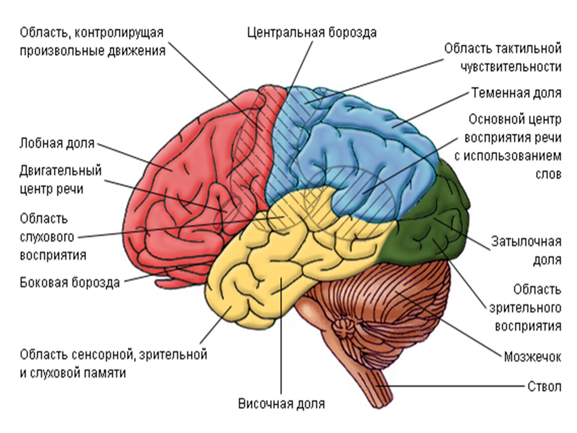 Строение центральной нервной системы, локализация опухолей ЦНС