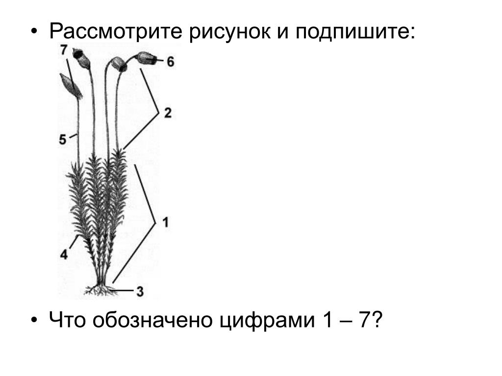 Лабораторная работа№1 Изучение внешнего строения мхов