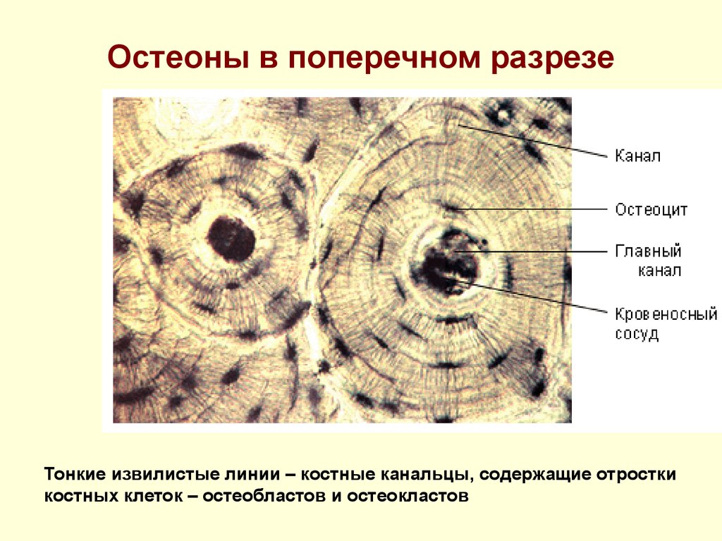 BIOLOGICAL SCIENCE