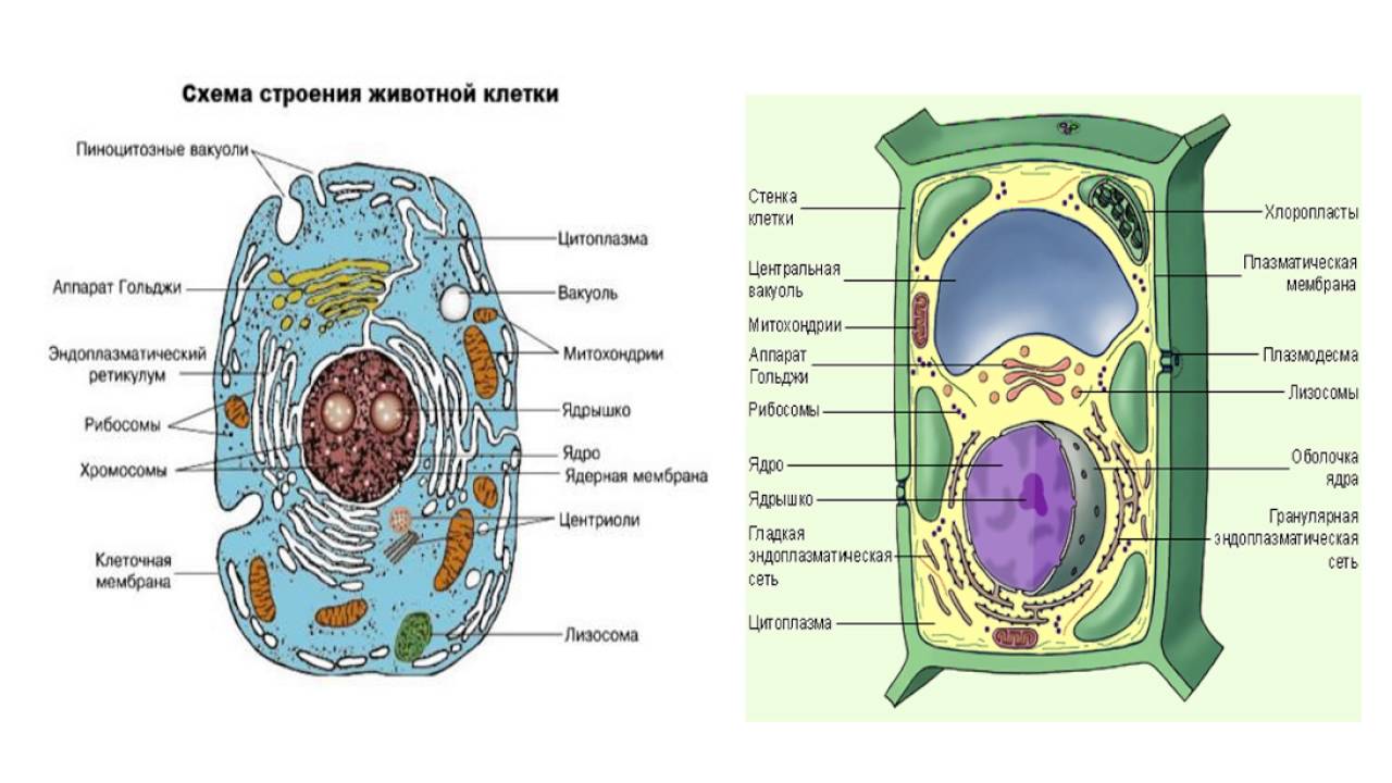 Клетка растения рисунок