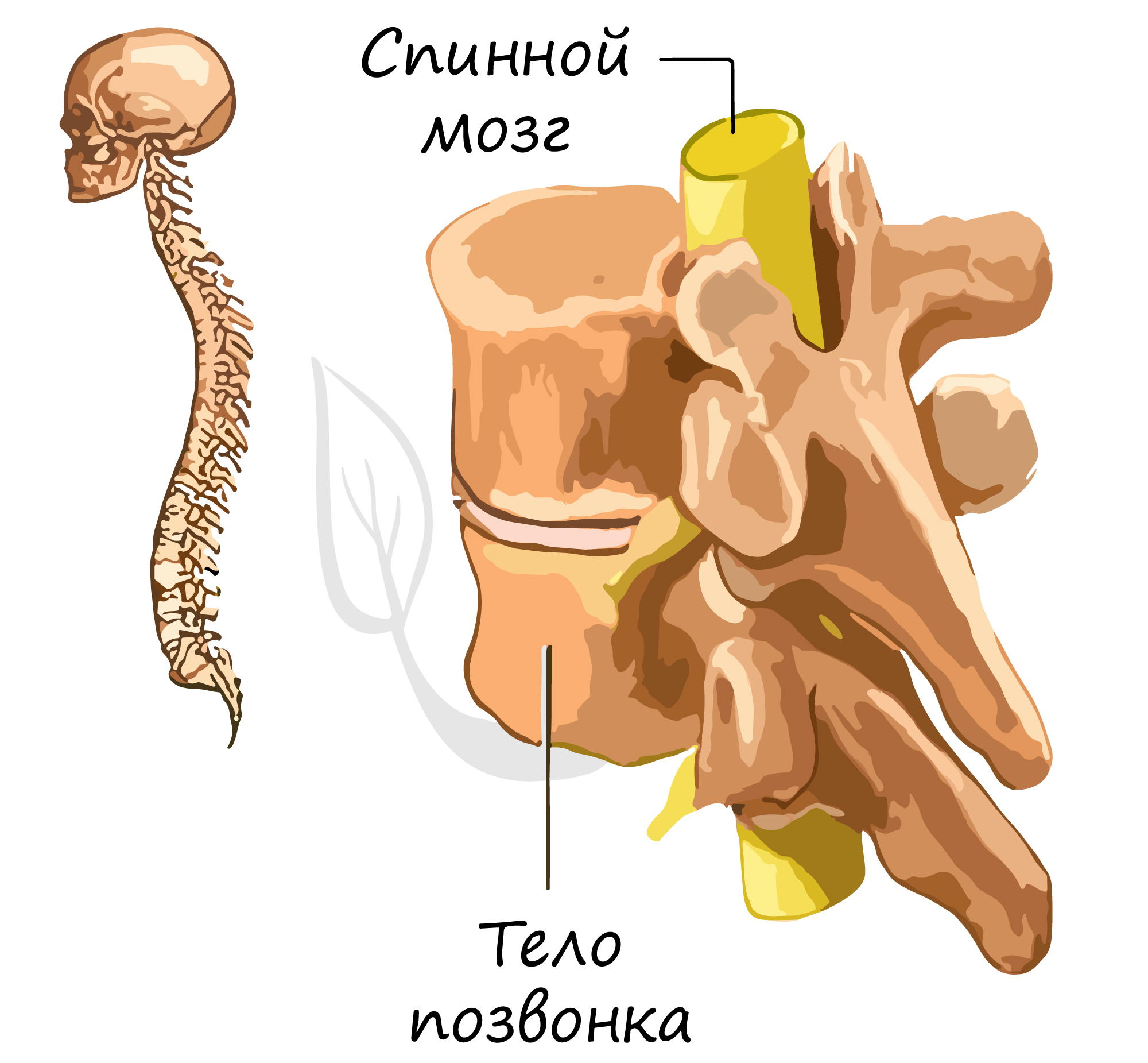 УЧЕБНЫЙ НАБРОСОК ФИГУРЫ ЧЕЛОВЕКА