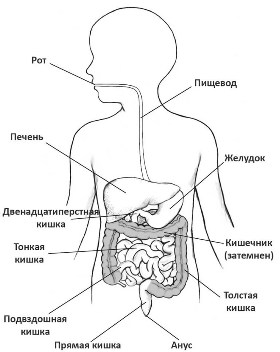 Неделя профилактики заболеваний ЖКТ