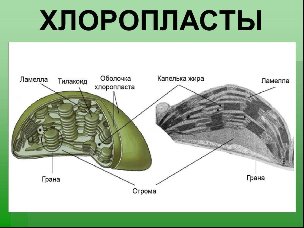 Строение бактериальной клетки Википедия