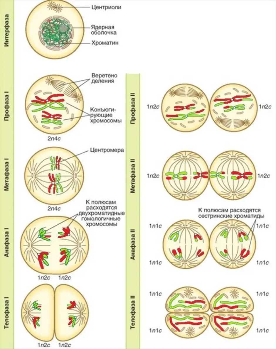 Митоз и мейоз: что это такое, фазы деления клетки, набор хромосом